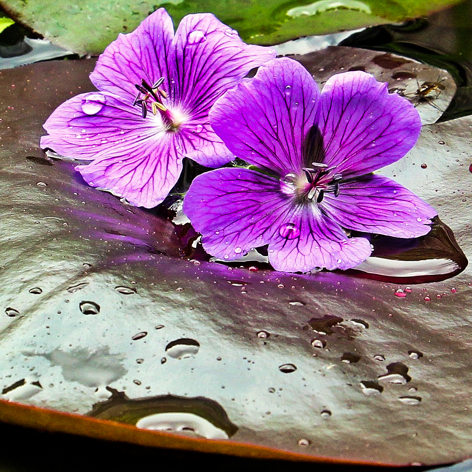 purple lily lilium