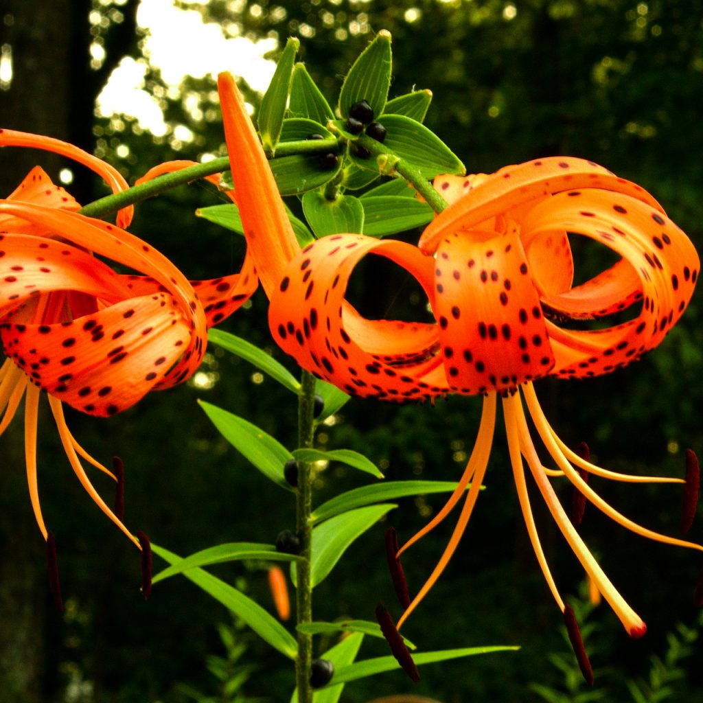 tiger lily orange