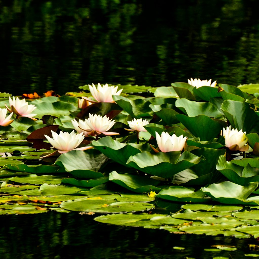 water lillies lily pond