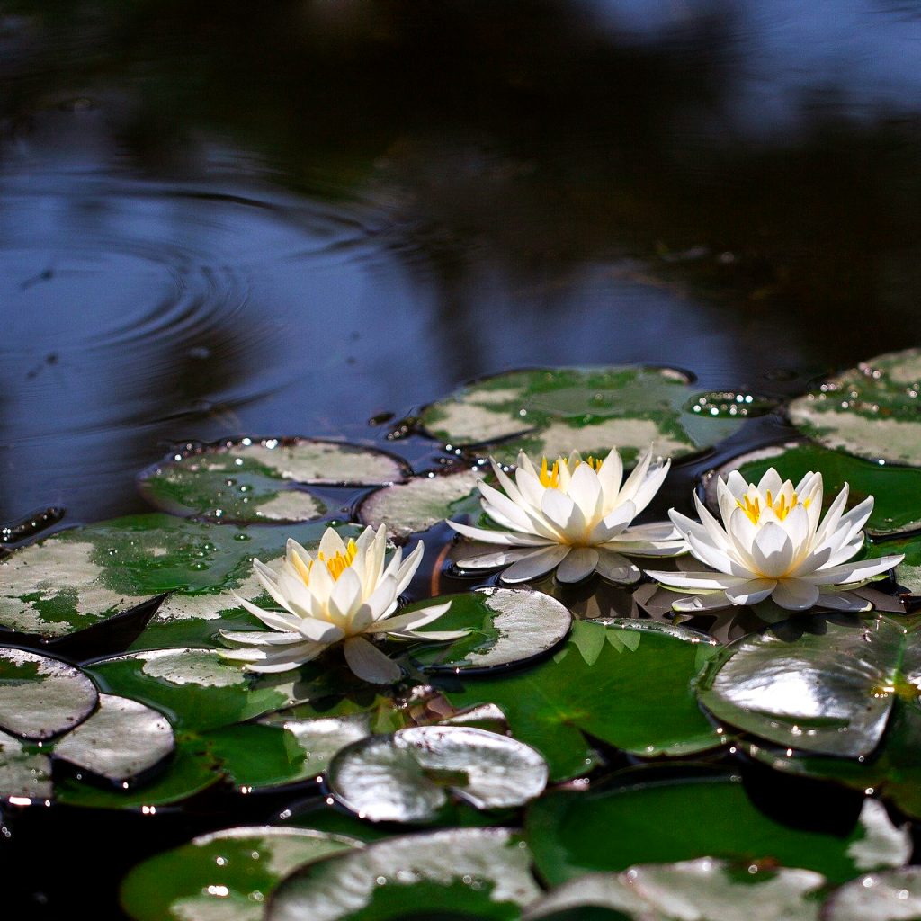 water lillies pond lotus