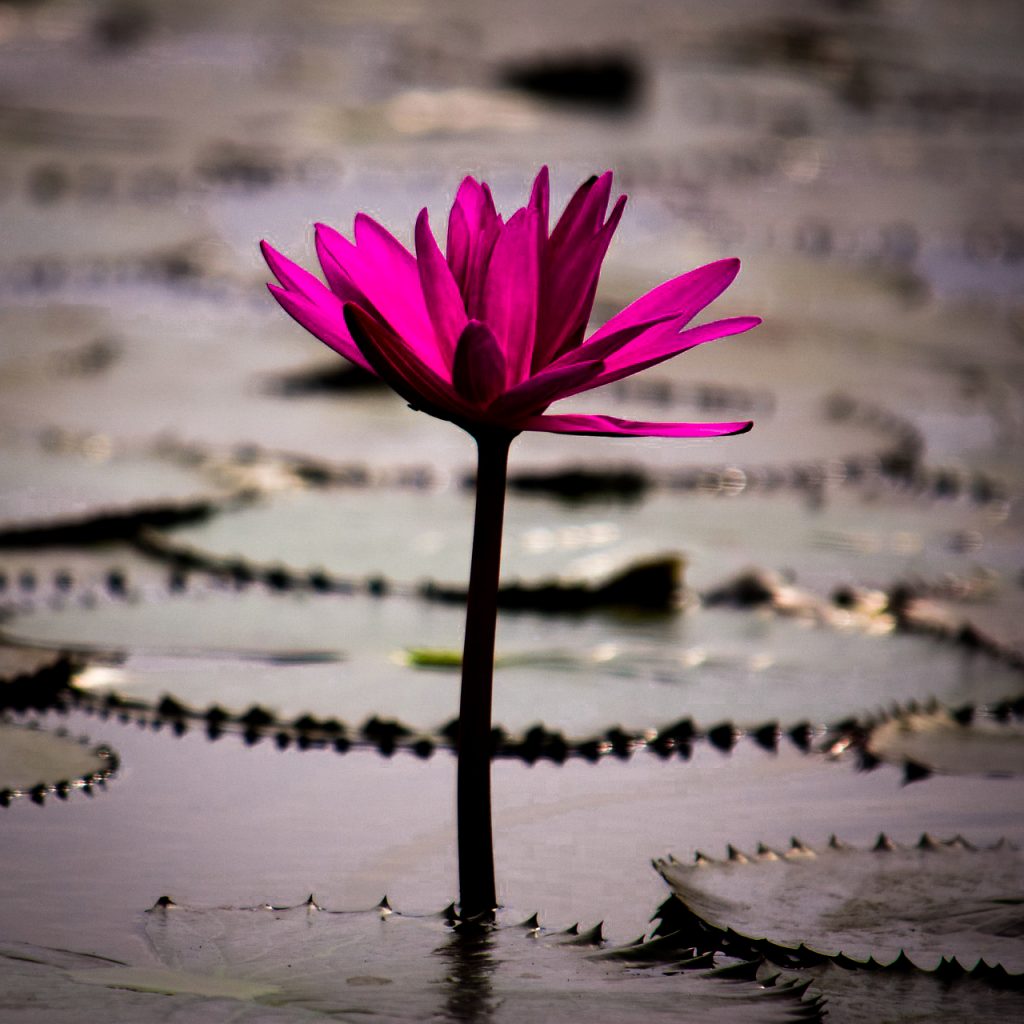 water lilly blossom