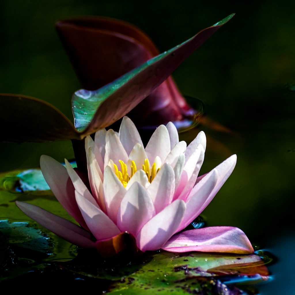 water lily 2