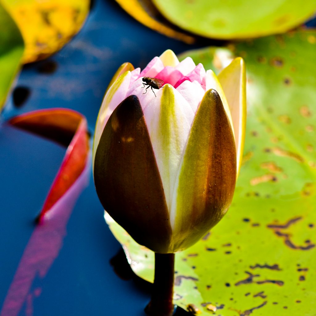 water lily aquatic plant