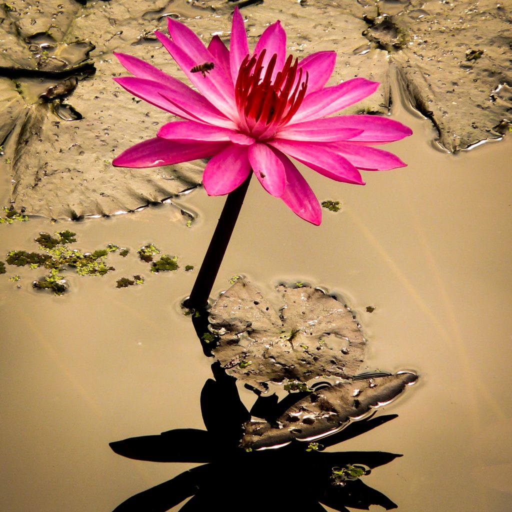 water lily blossom 2