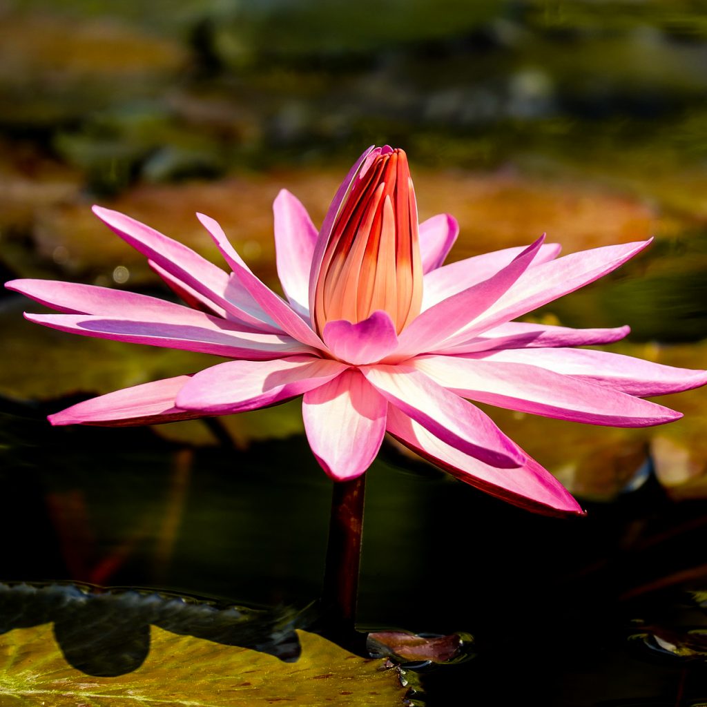 water lily flower lily