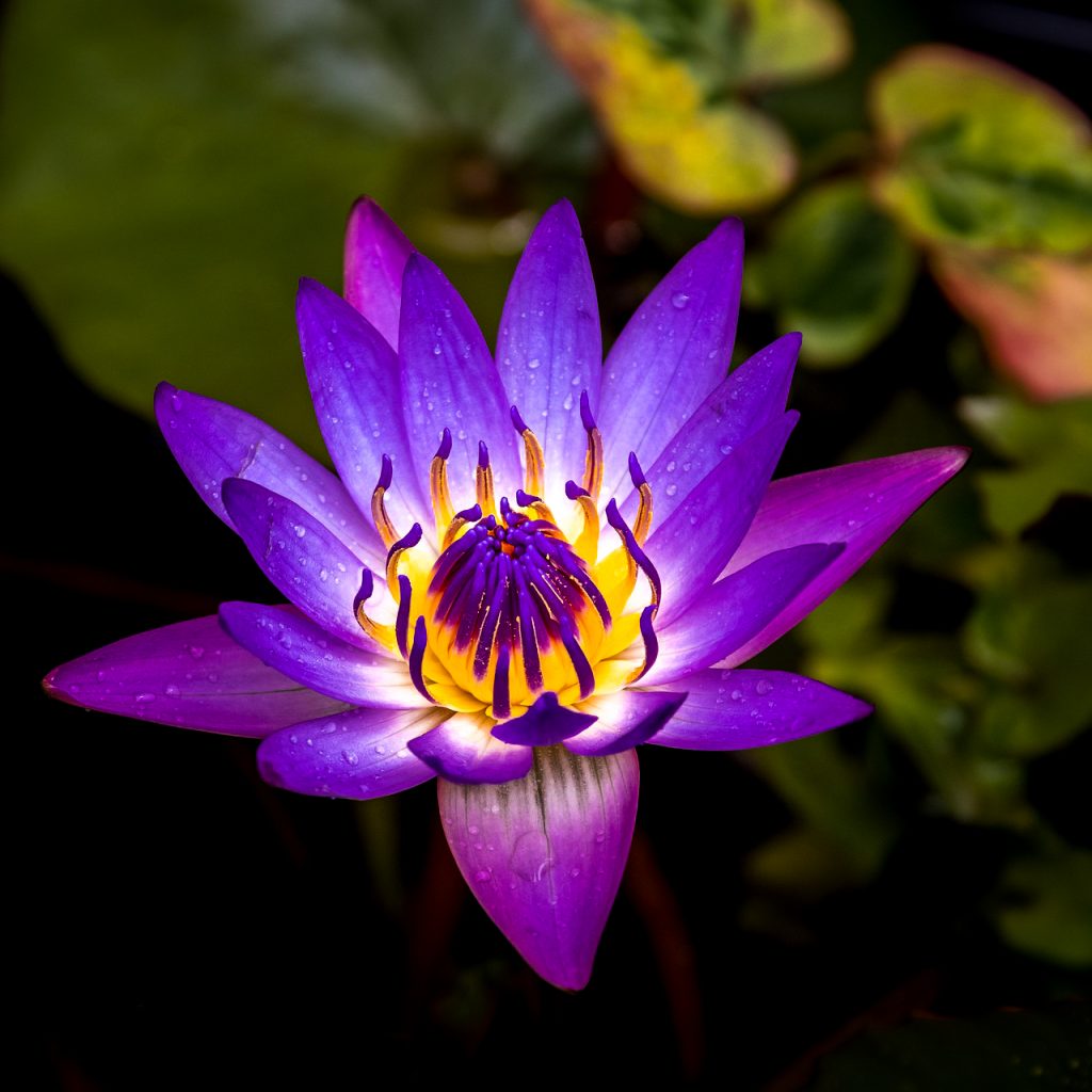 water lily flower petals