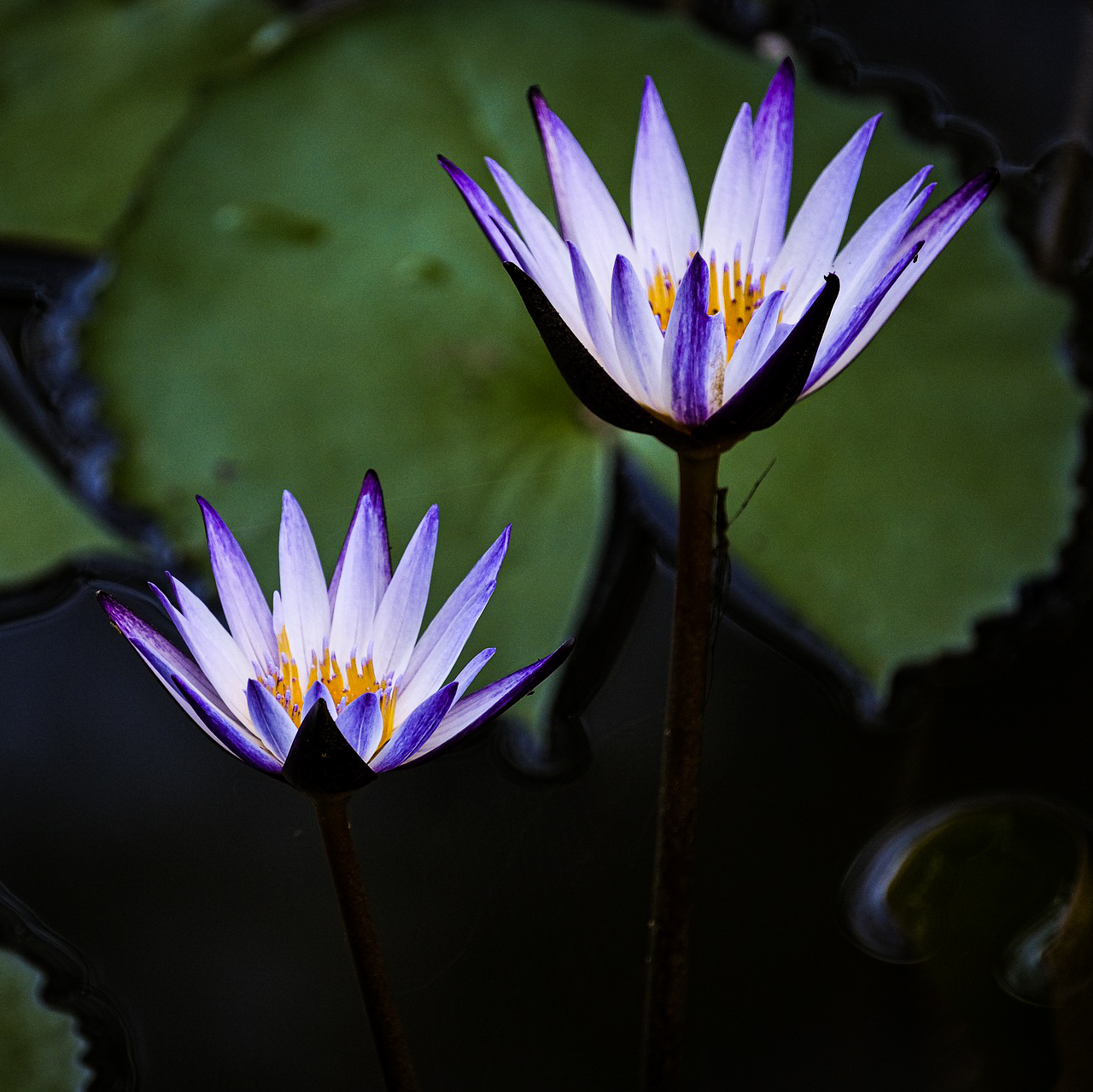 Lilys well. Lilypads Photography. Lilypads photo.