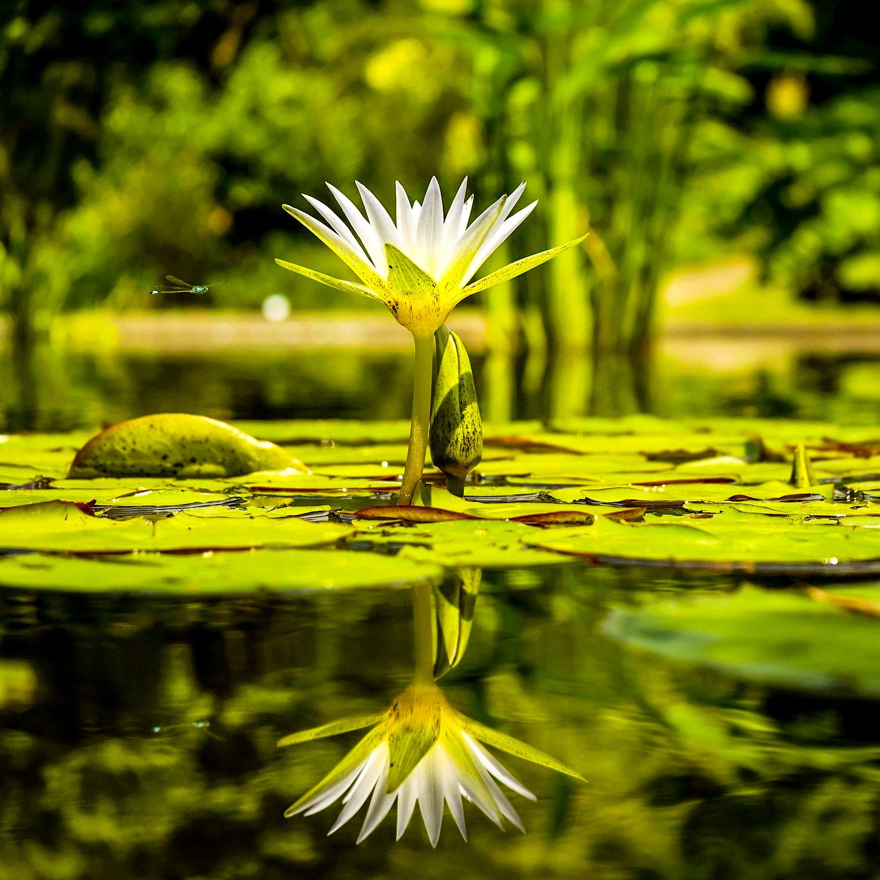 Better lily. Отражение в воде кувшинки. Кувшинки, цветение, цветки, вода, отражение, зелень. Видеоролик эко советы.