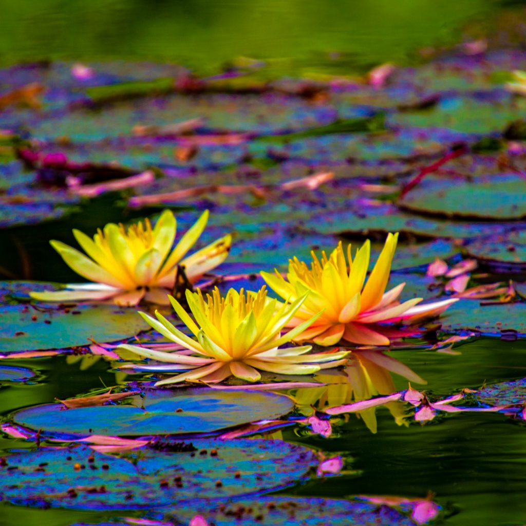 water lily water leaves