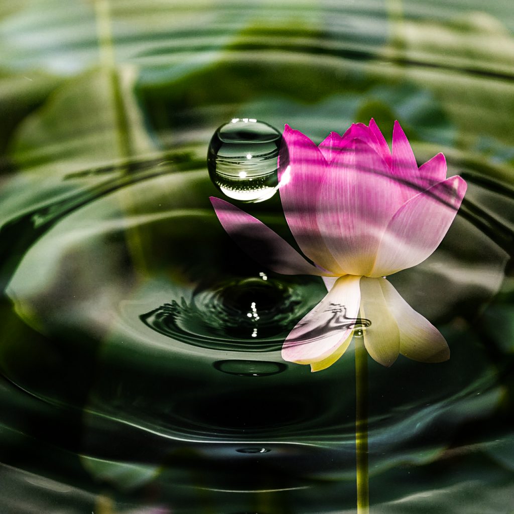 waterdrop waves lotus