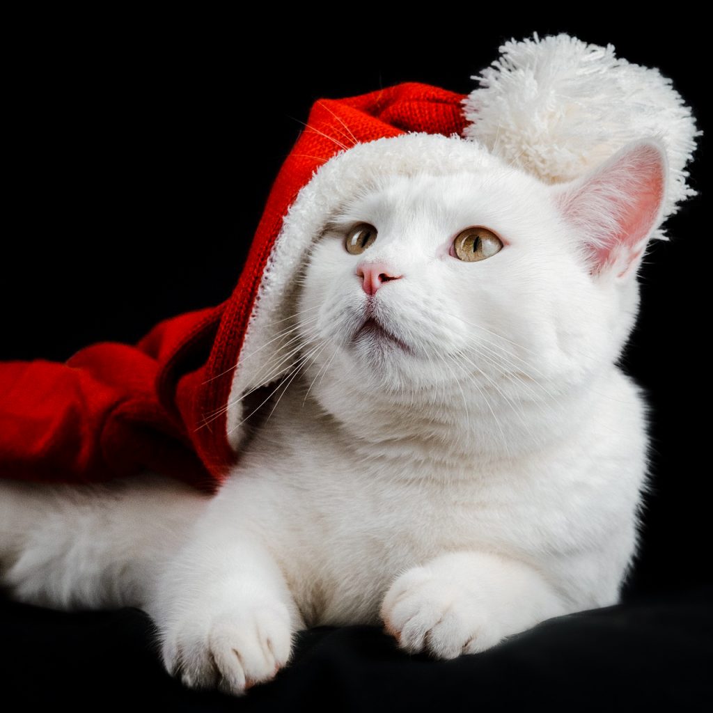 white Cute Cat Image 4