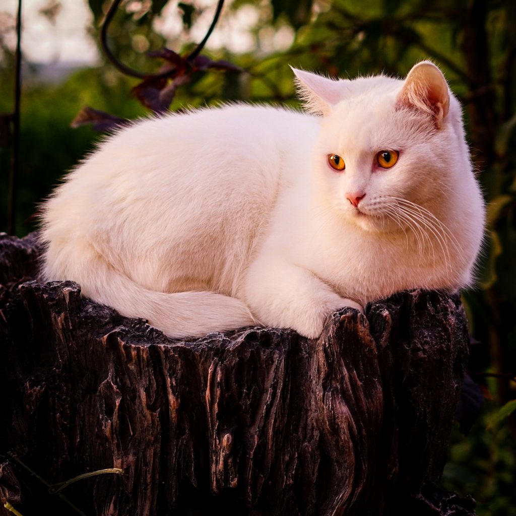 white cat sitting image