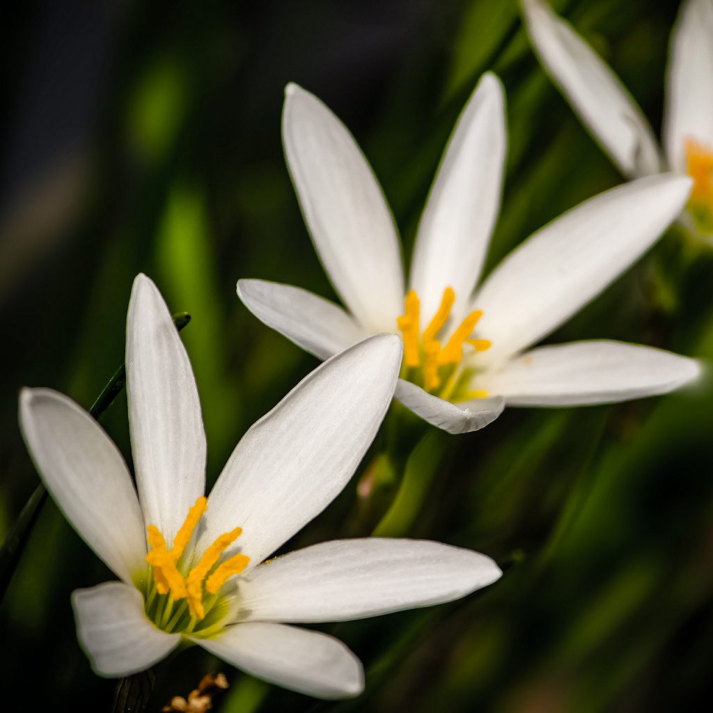 white lily lilium