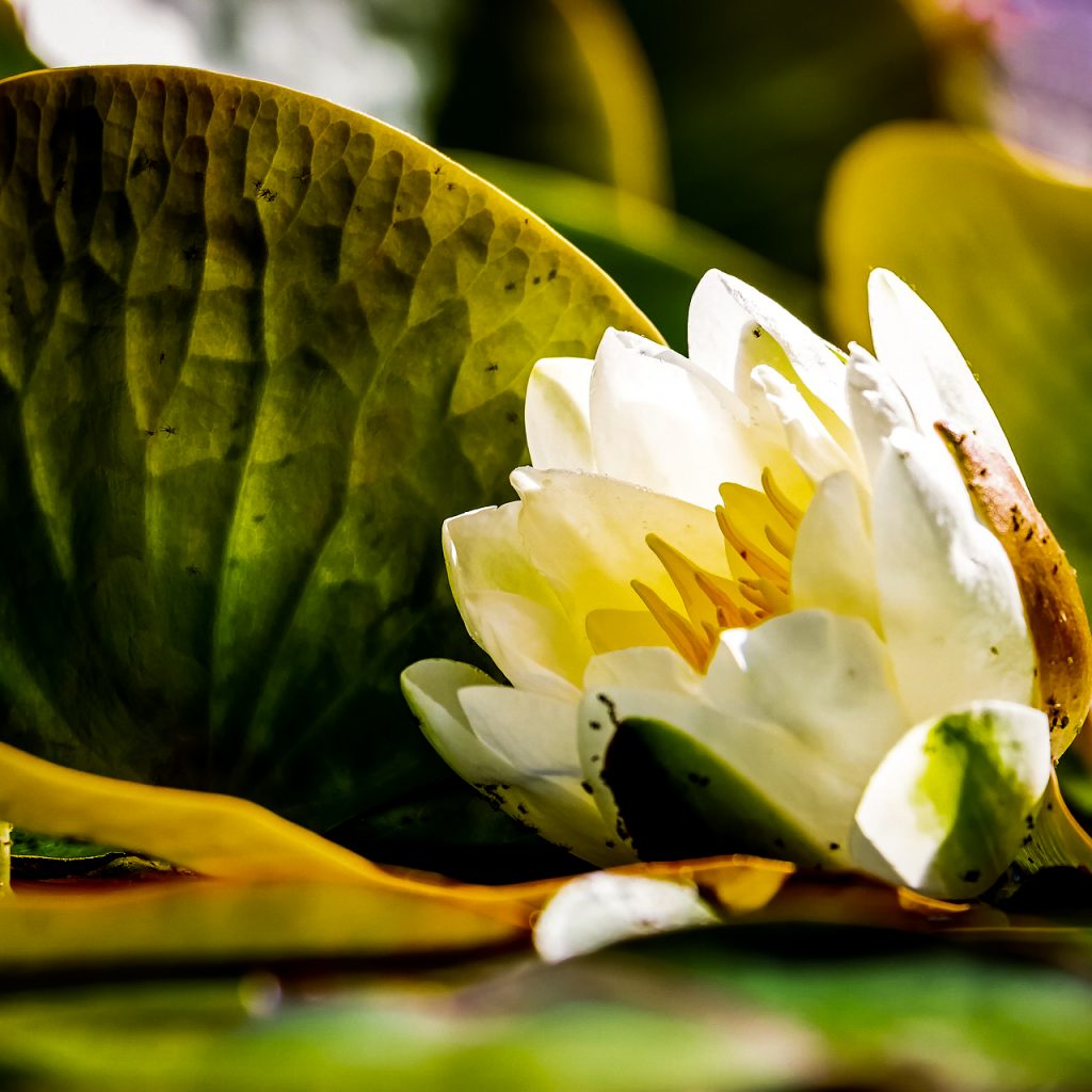 white water lily 2