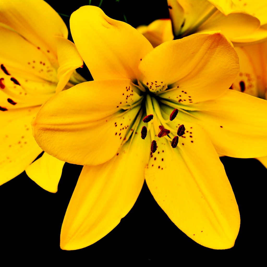 yellow lily lilium