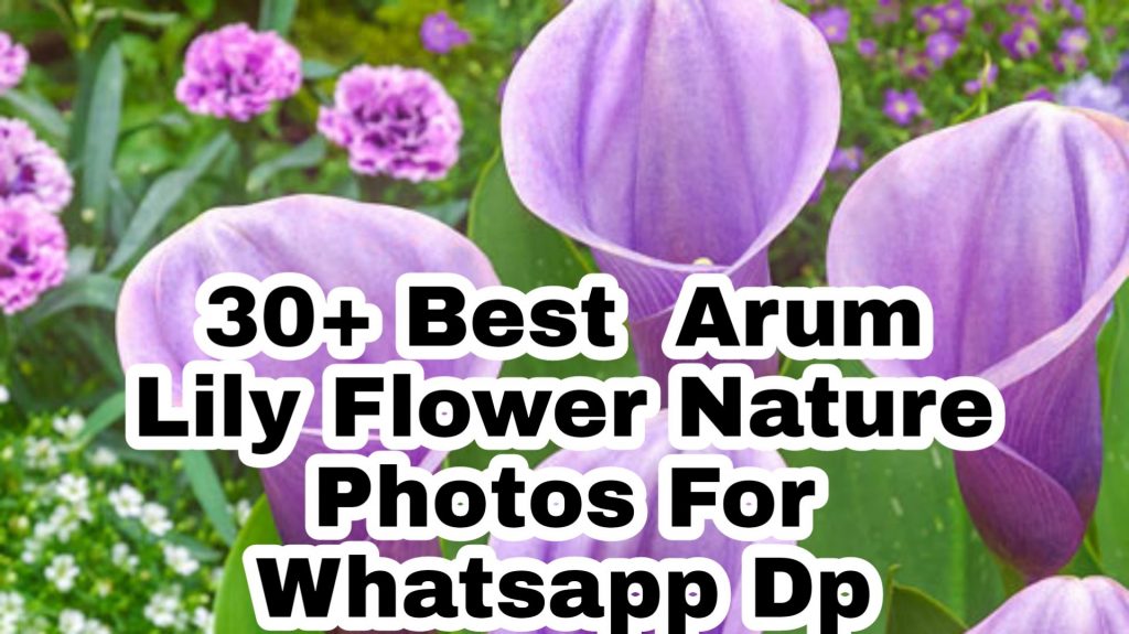 30+ Best Arum Lily Images