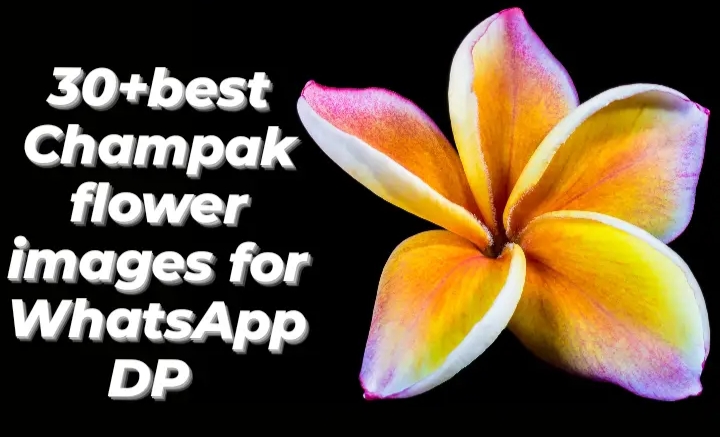 30+ Best Champak Flower Images For WhatsApp Dp