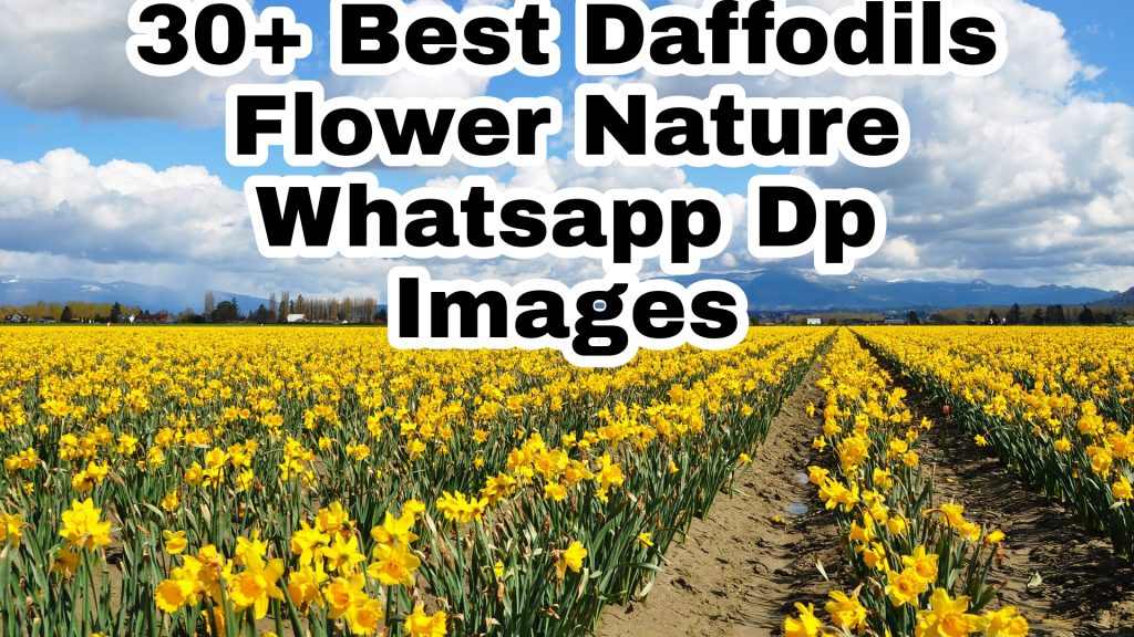 30+ Best Daffodils Images