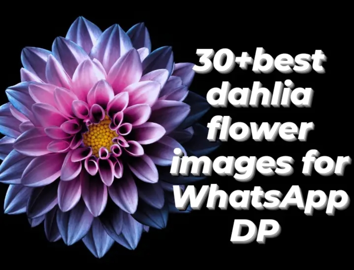 30+ Best Dahlia Flower Images For WhatsApp Dp