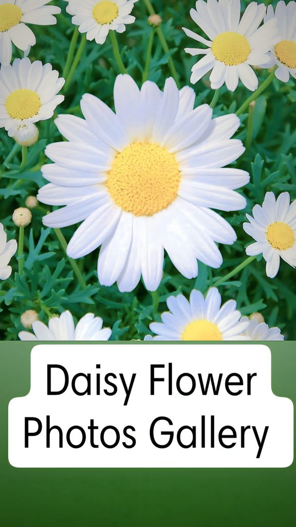 30+ Best Daisy Flower Images