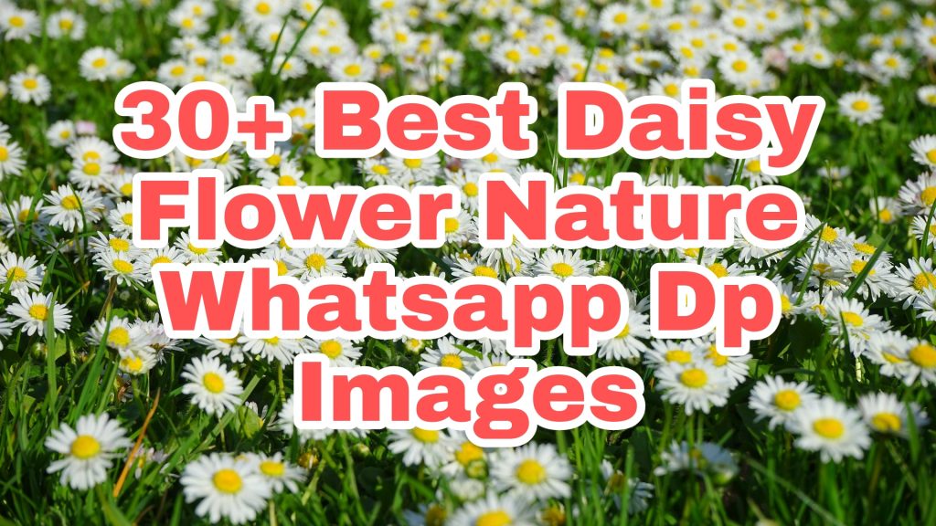 30+ Best Daisy Images