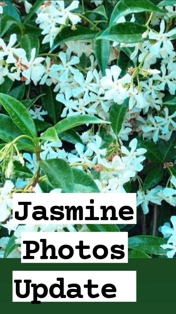 30+ Best Jasmine Images