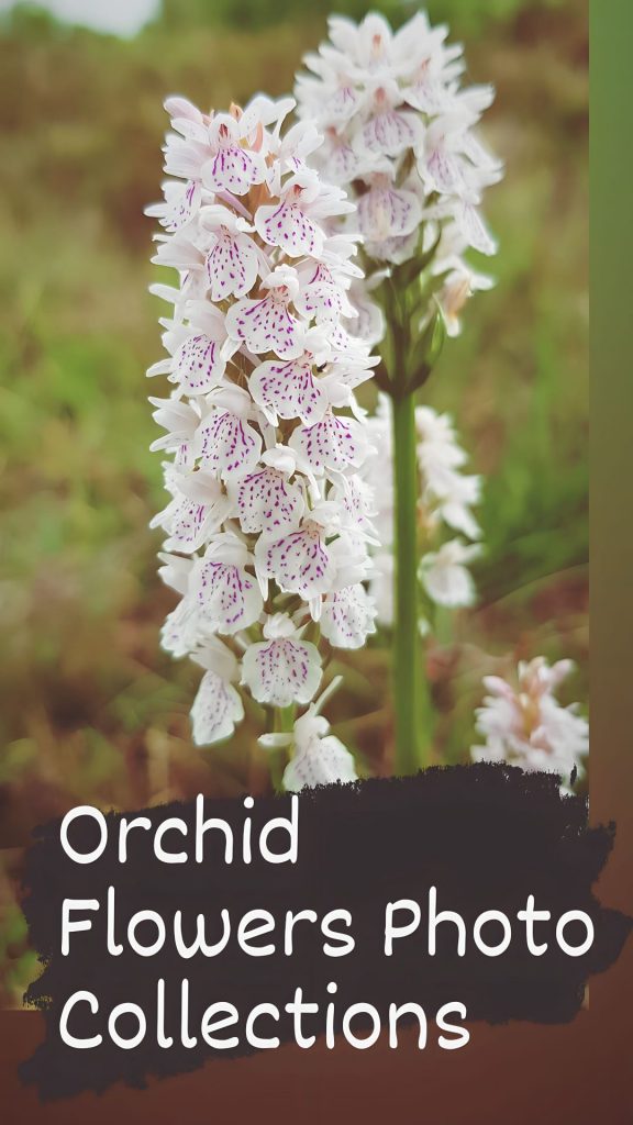 30+ Best Orchid Flower Images