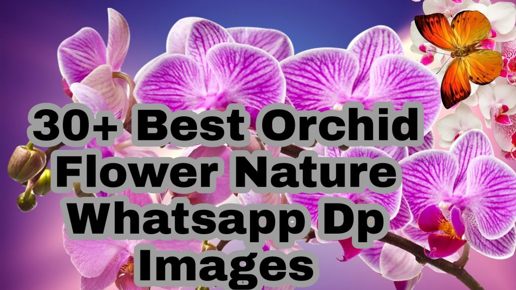 30+ Best Orchid Images