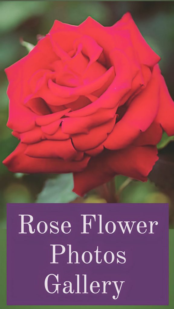 30+ Best Rose Flower Images