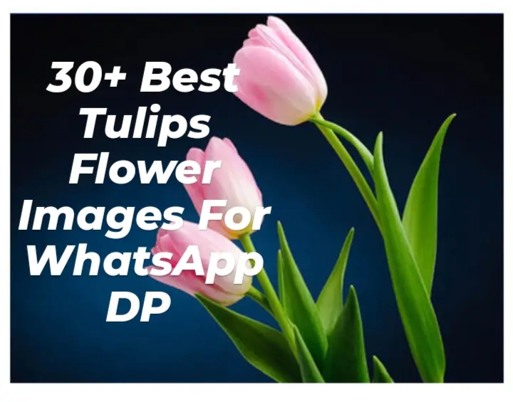 30+ Best Tulips Flower Images For WhatsApp DP