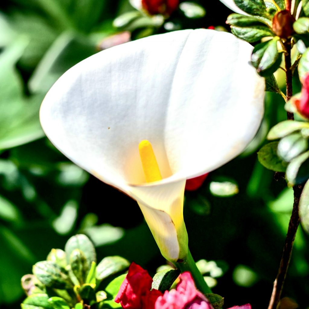 A Arum Lily Flower In Sunlight Whatsapp Dp Image