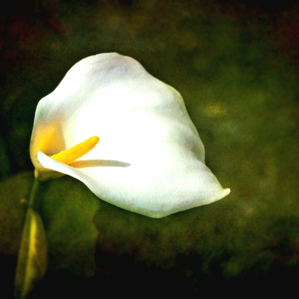 A Arum Lily Flower Whatsapp Dp Image
