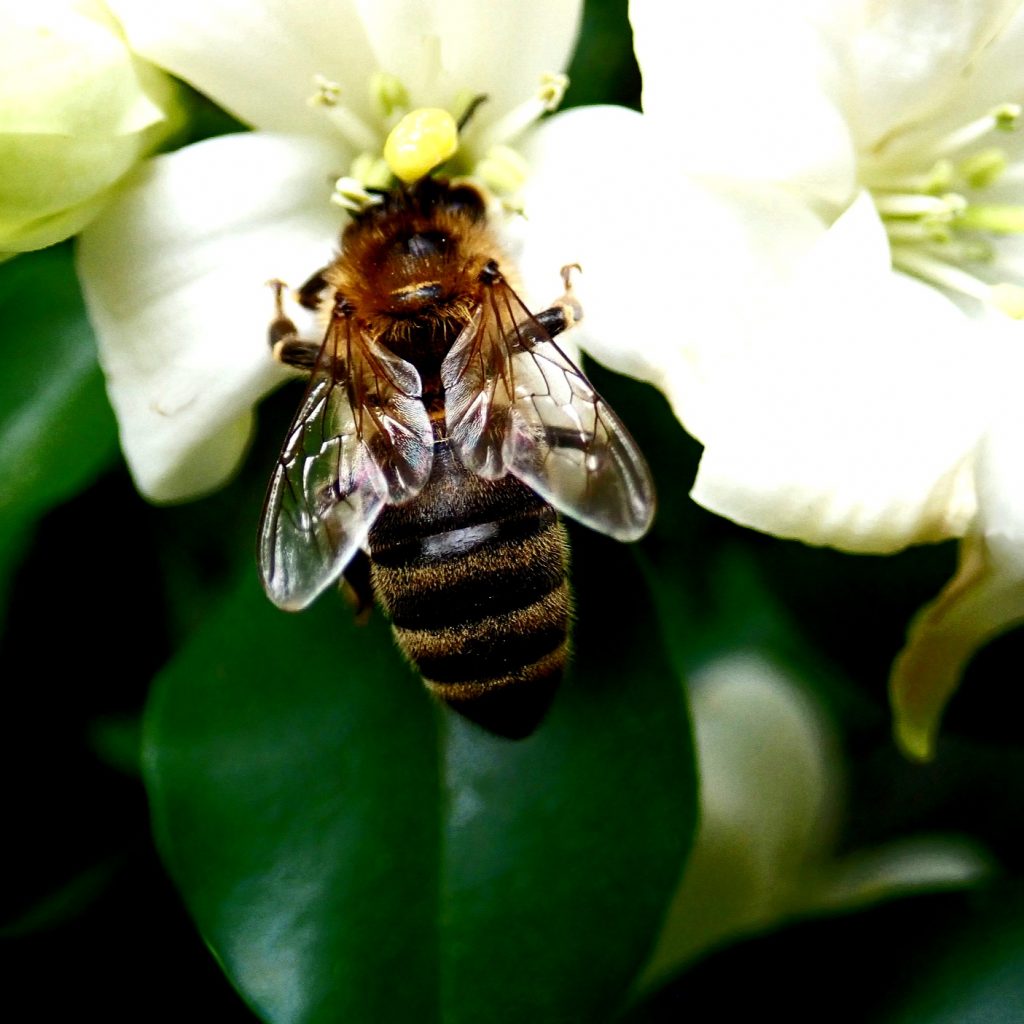 A Bee Eating Jasmine Flower Whatsapp Dp Image
