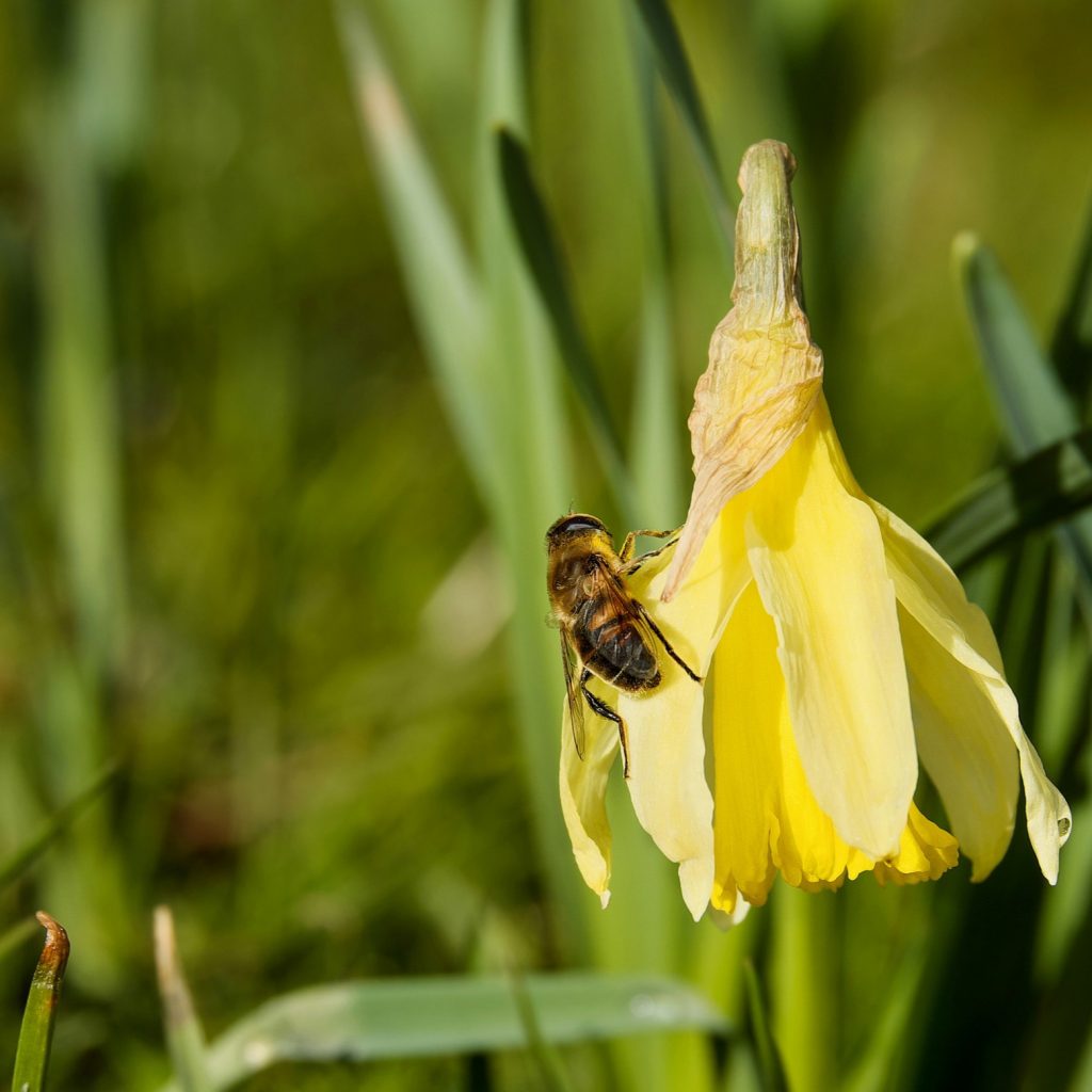 A Bee Seating In Daffodil Flower Whatsapp Dp Image