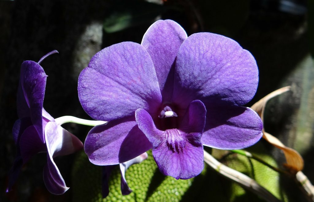 A Big Purple Orchid Flower Whatsapp Dp Image