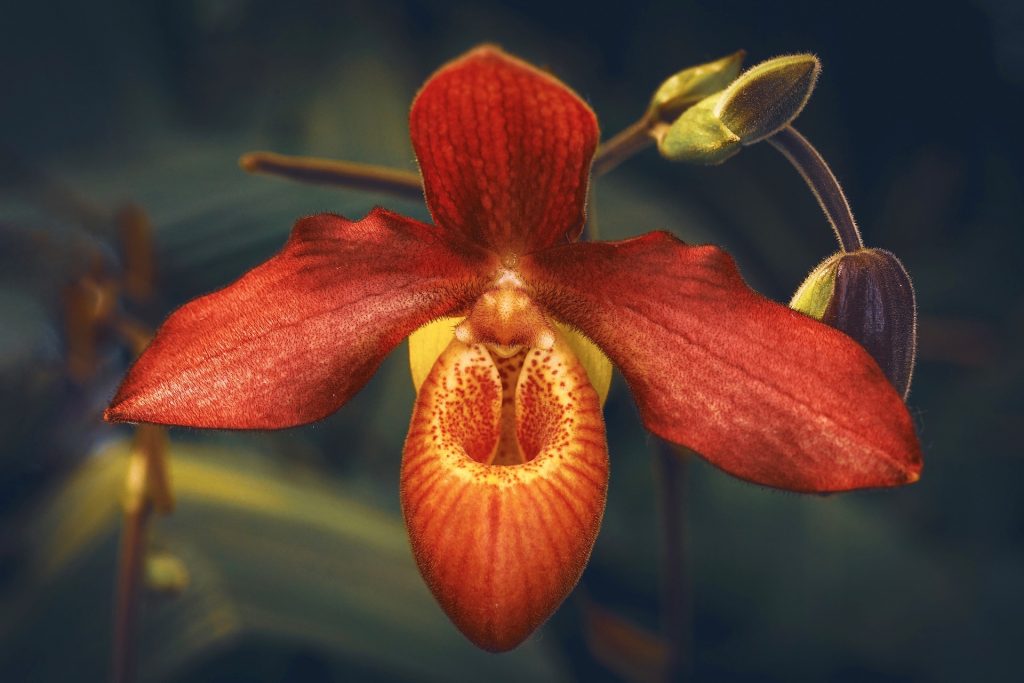 A Big Red Orchid Flower Whatsapp Dp Image