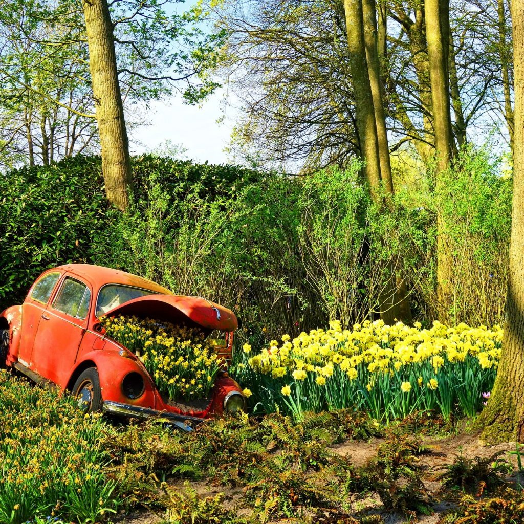 A Car In Daffodils Flower Garden Whatsapp Dp Image