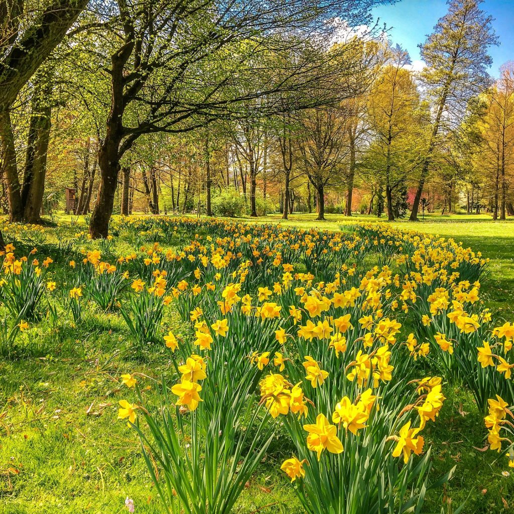 A Daffodils Field Around Big Trees Whatsapp Dp Image