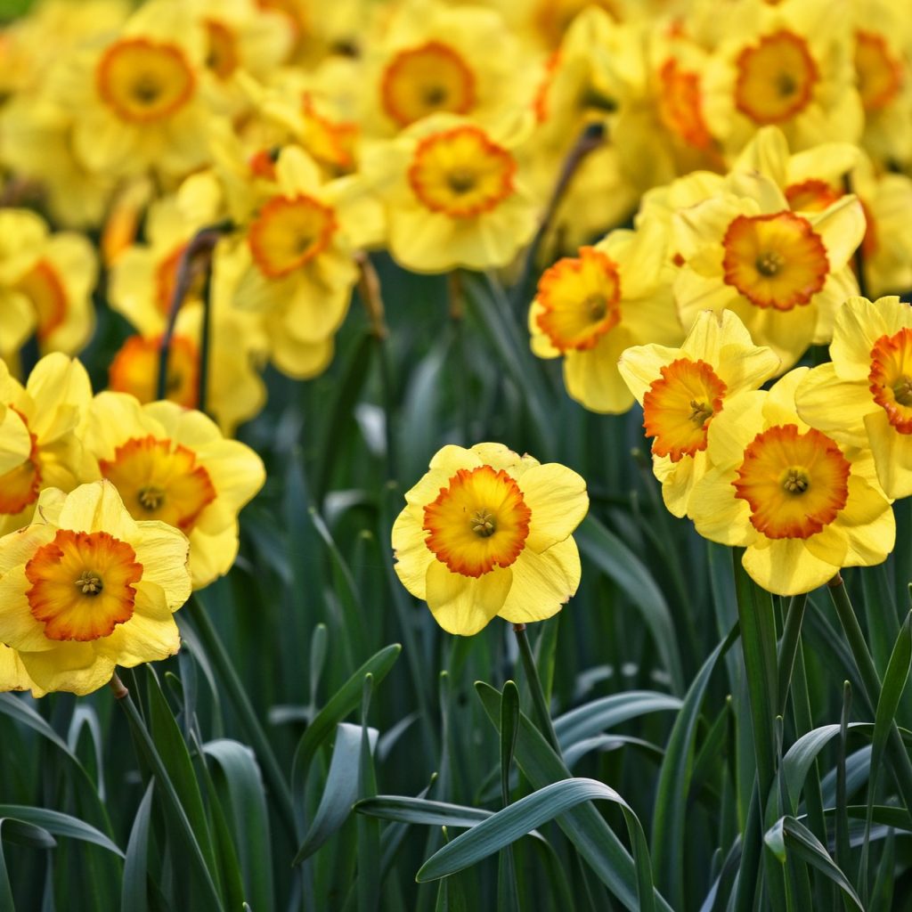 A Daffodils Flower Bush Whatsapp Dp Image