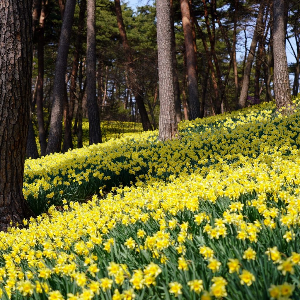A Daffodils Flower Garden In Forest Whatsapp Dp Image