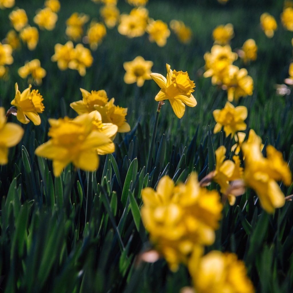 A Daffodils Flower With Bushes Whatsapp Dp Image