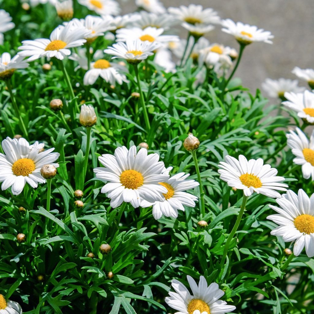 A Daisy Flower Bloom Whatsapp Dp Image