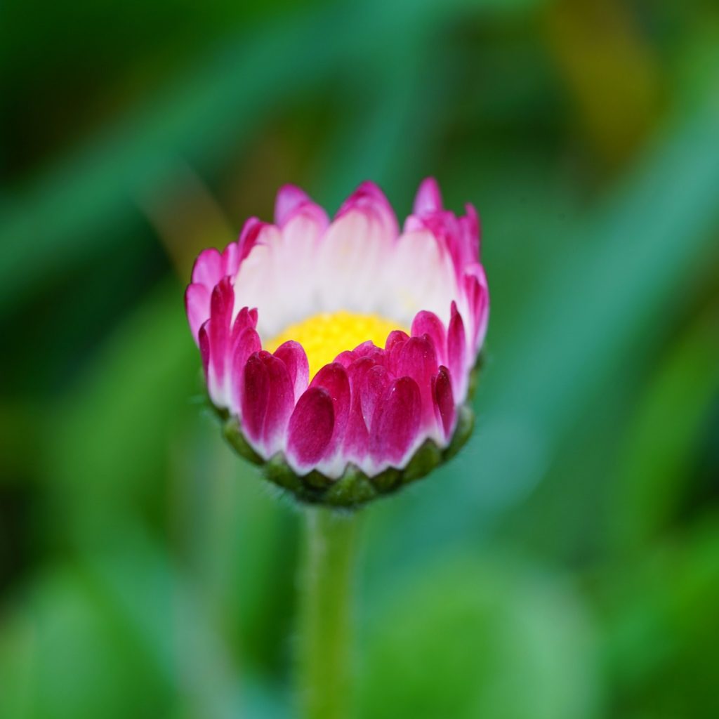 A Daisy Flower Bud Whatsapp Dp Image