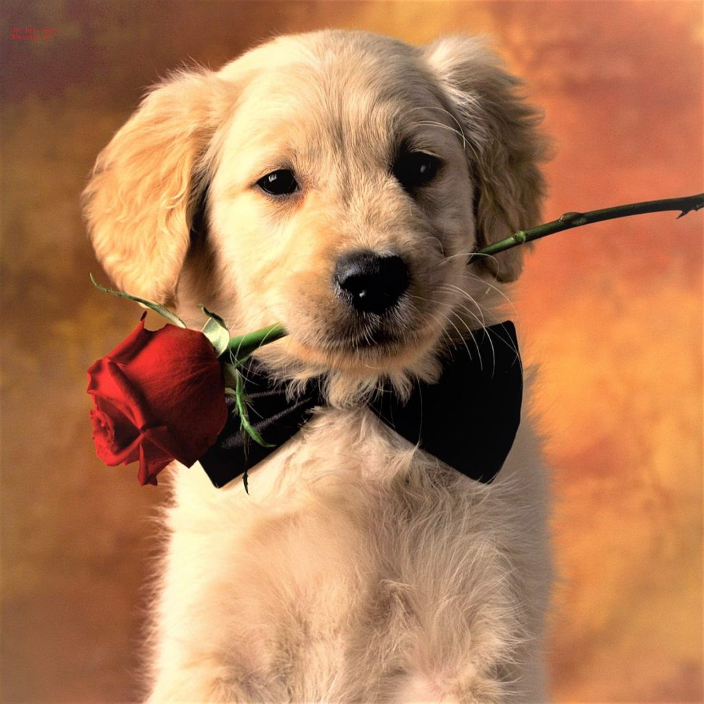 A Dog Holding A Rose Whatsapp Dp Images 