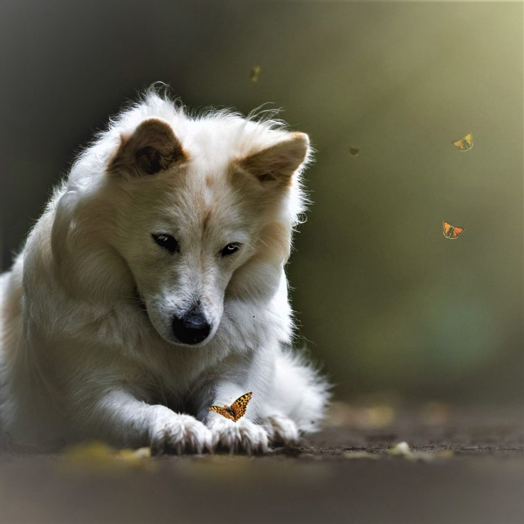 A Dog Playing With Butterfly Whathsapp Dp Image 