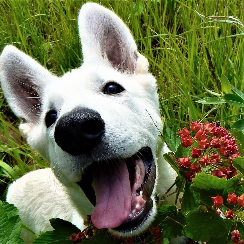 A Dog Playing in The Flowers Garden Whatsapp Dp Image 