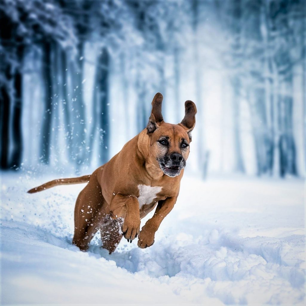 A Dog Running In Snow Field Whatsapp Dp Image 