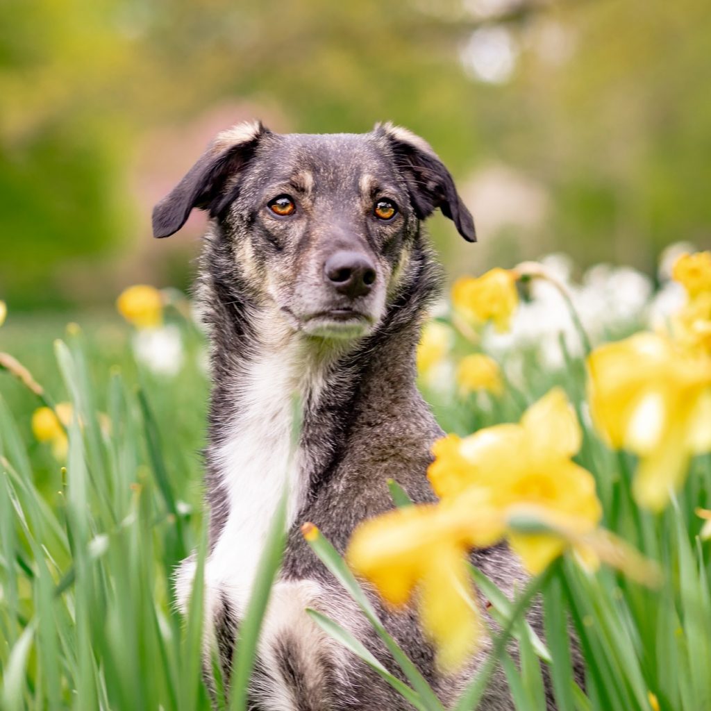 A Dog Sleeping In Daffodil Flower Garden Whatsapp Dp Image