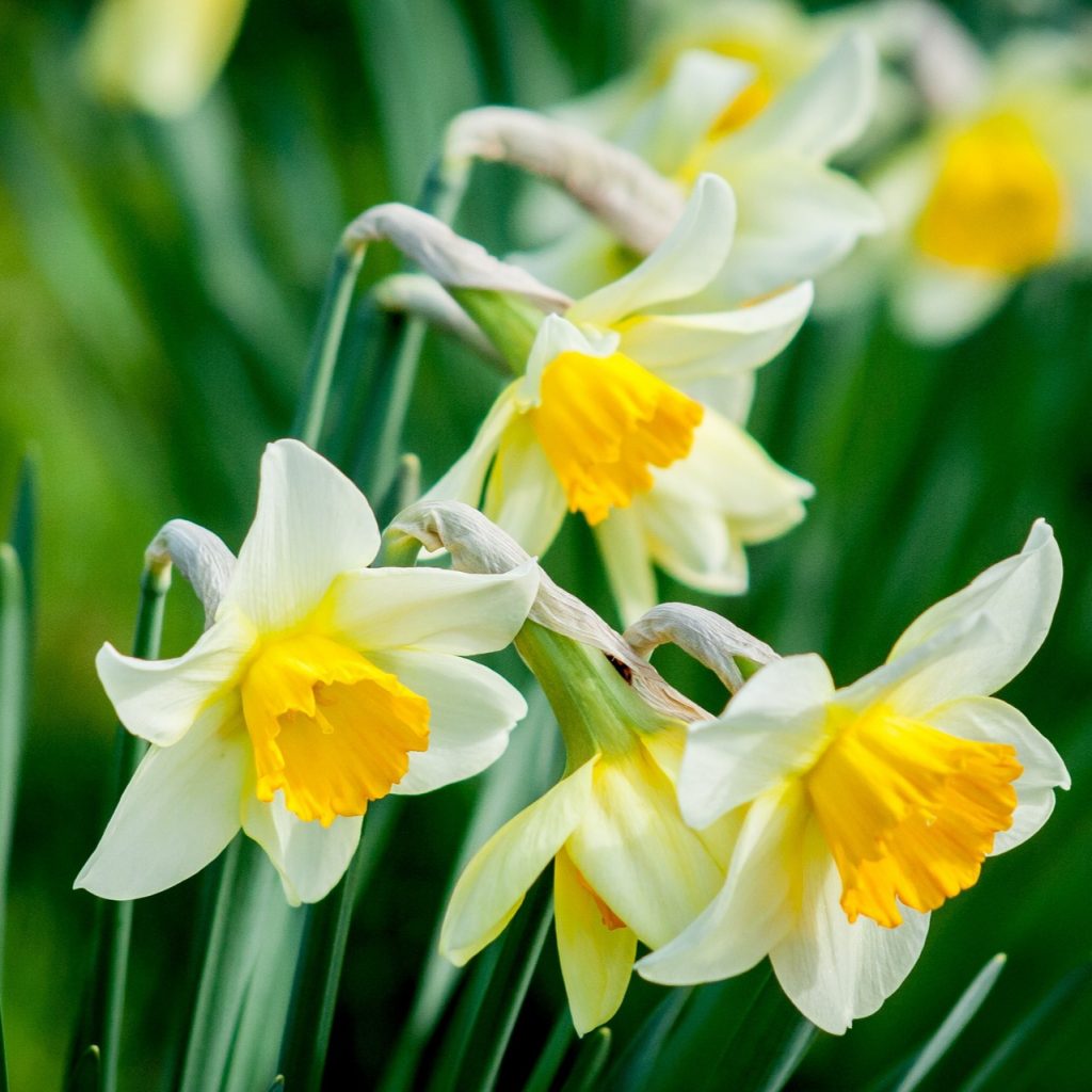 A Easter Bell Daffodils Flower Whatsapp Dp Image