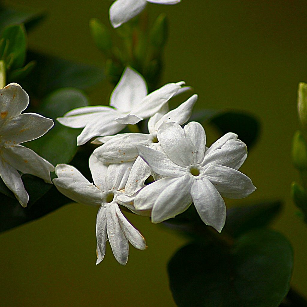 A Jasmine Floral Plant Whatsapp Dp Image